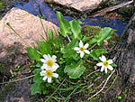White Marsh Marigold