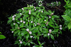 White swamp milkweed (Asclepias perennis)