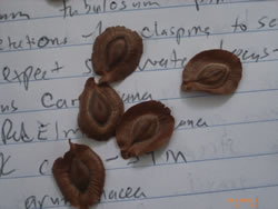 White swamp milkweed seeds.