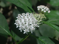 White Swamp Milkweed (Asclepias perennis).
