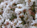 Crisp-leaf wild buckwheat (Eriogonum corymbosum).