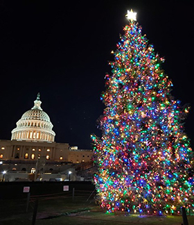 The Capitol Christmas Tree all lit up in front of the U.S. Capitol building.