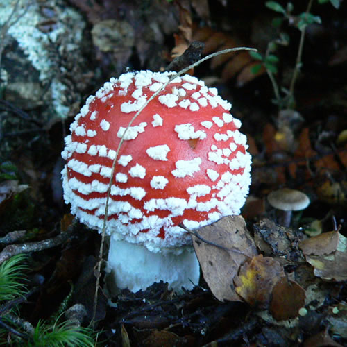 Amanita muscaria.