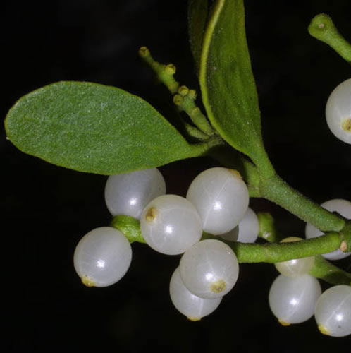Mistletoe fruit and leaves.