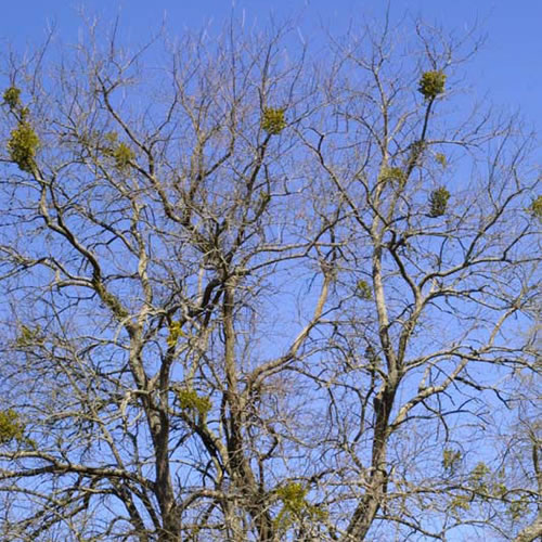 Mistletoe attached high in the branches of an oak tree.