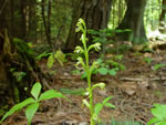 Wister's Coralroot (Corallorhiza wisteriana).