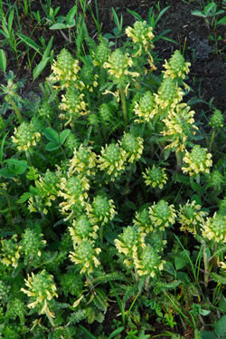 Pedicularis canadensis