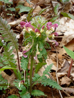 Pedicularis canadensis
