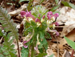 Wood Betony (Pedicularis canadensis).