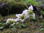 Wood Nymph (Moneses uniflora).