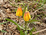 Yellow Fritillary (Fritillaria pudica).