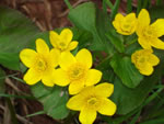 Yellow Marsh Marigold (Caltha palustris).