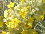Plateau Yellow Miner’s Candle (Cryptantha flava).