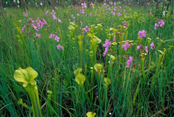 Sarracenia flava.