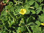 Common Yellow Wood Sorrel (Oxalis stricta).