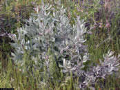 Eriodictyon traskiae.