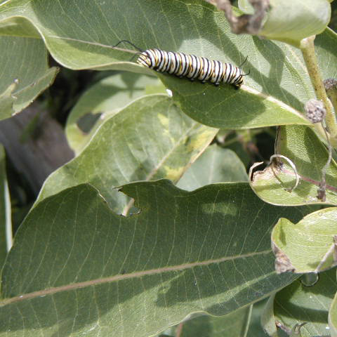Closeup picture of a monarch larva on the underside of a milkweed leaf.