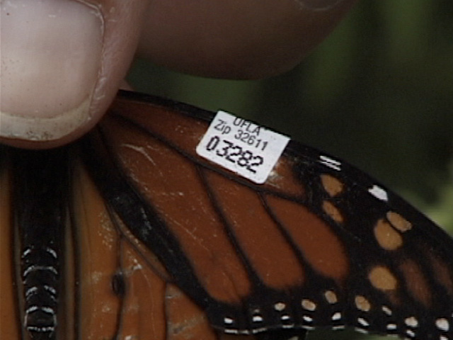 A tagged monarch butterfly.