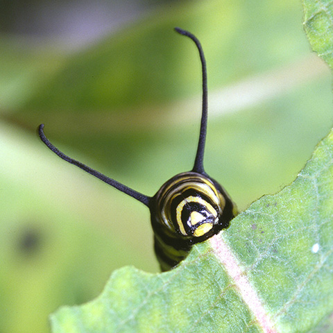 Picture of a monarch larva eating a milkweed leaf.