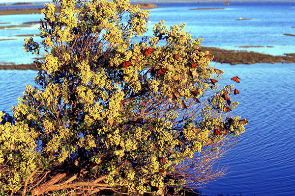 Picture of monarchs basking on a groundsel-tree at the edge of Oyster Bay.