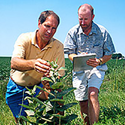 Picture of two researchers inspecting a milkweed plant.