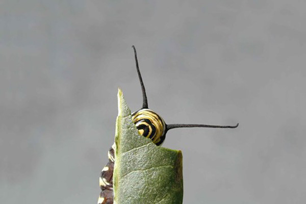 Monarch Caterpillar Munching Milkweed