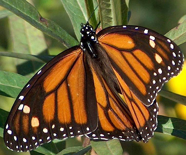 Experts Seek Help to Save Eastern Monarch Butterfly From