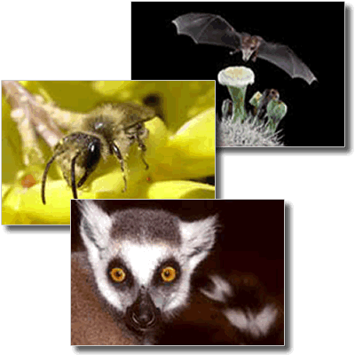 Bat, bee, and lemur.