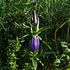 blue gentian