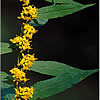blue goldenrod