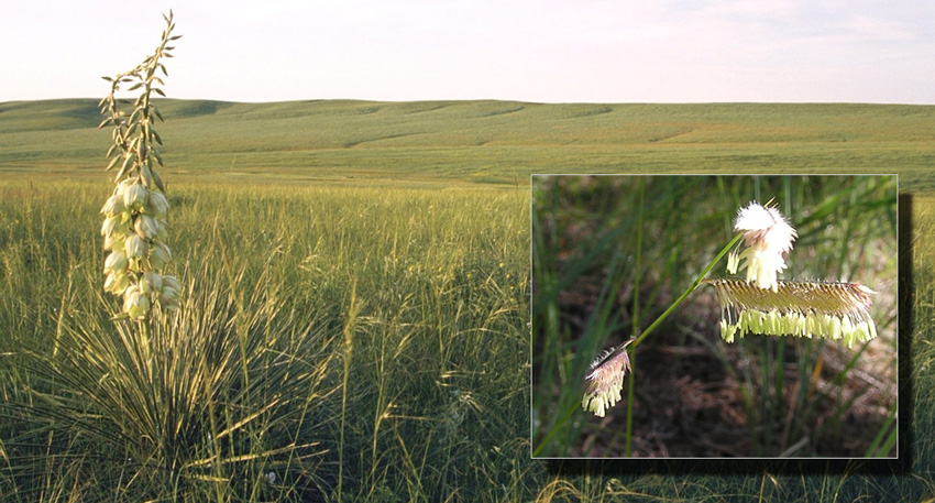 Grasslands, a yucca in the forground, and an inset picture of a grass plant in anthesis.