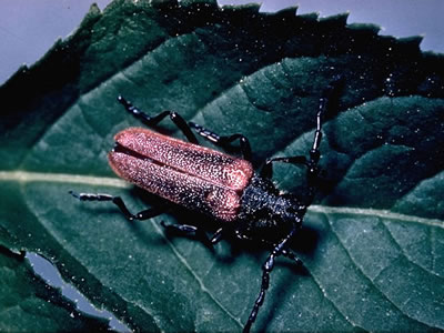 Bog Copper male.
