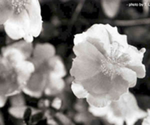 flower as humans view it. A black and white view of the flower.