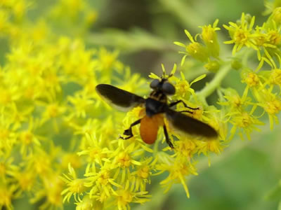 Hairy-legged fly on a yellow flower.