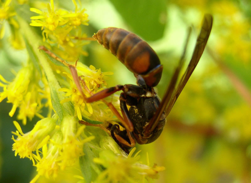 Do Wasps Pollinate Anything?