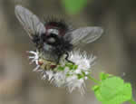 fly on a flower.