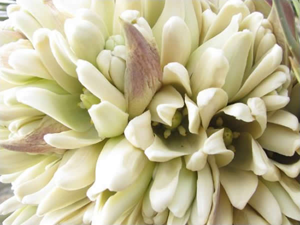 joshua tree flowers images