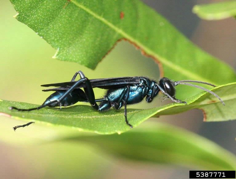 teal hornet