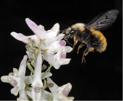 Bombus appositus visiting a Sierra fumewort flower.