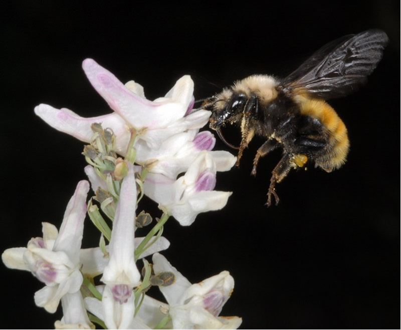 Common Eastern Bumble Bee  National Wildlife Federation