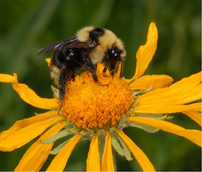 Bumble Bees as Pollinators  College of Agriculture, Forestry and