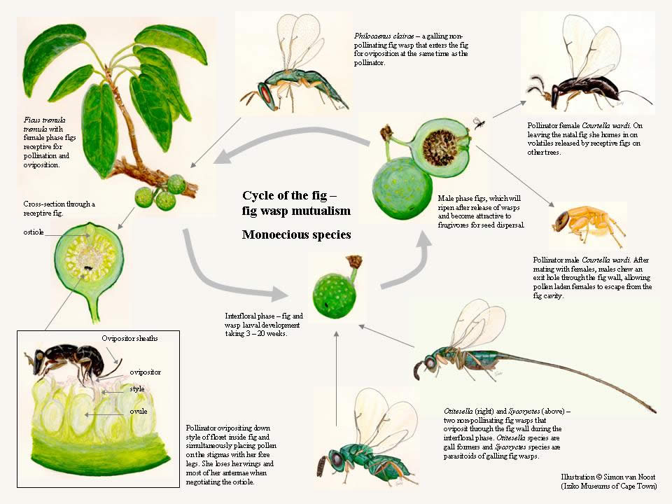 Barnlig Anerkendelse Ellers Fig Wasps