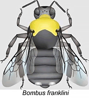 Bombus franklini