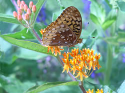 Fritillary.