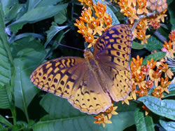Fritillary.