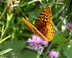 Fritillary.