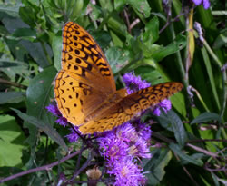 Fritillary.