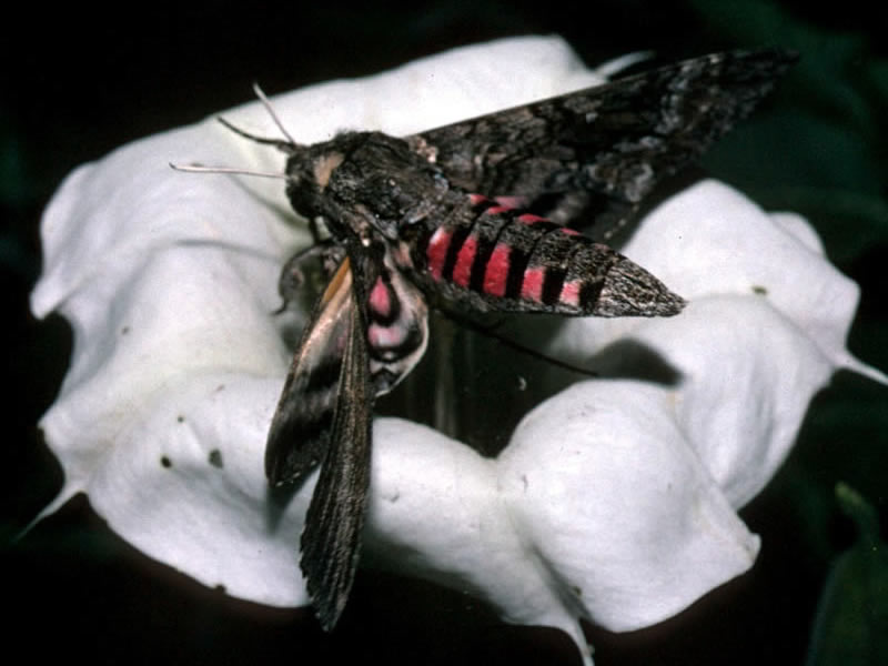 Hawk Moths or Sphinx Moths