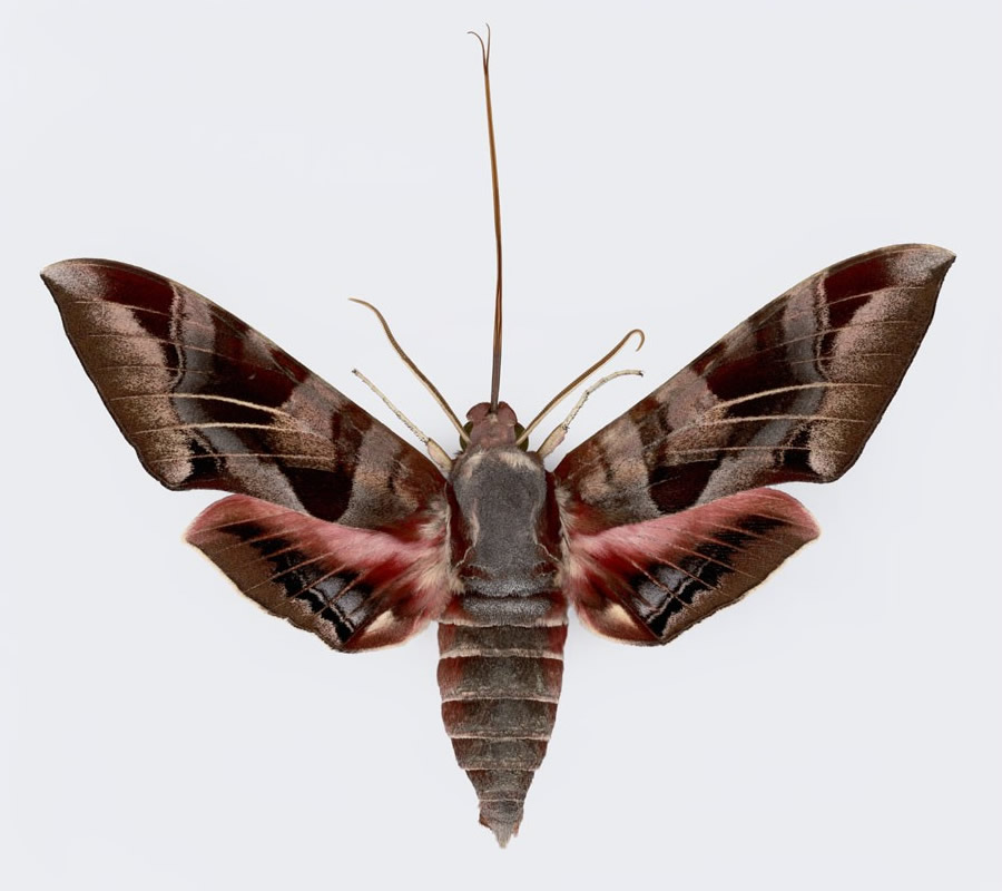 Hawk Moths or Sphinx Moths