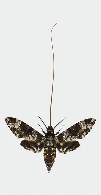 https://www.fs.usda.gov/wildflowers/pollinators/pollinator-of-the-month/images/hawkmoths/manduca_rustica_lg.jpg